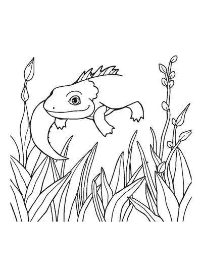 Axolotl úszik a vízinövények között — színező