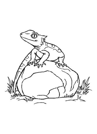 Axolotl egy kövön pihen — színező