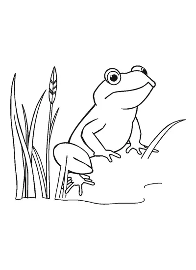 Béka a nád mellett — színező