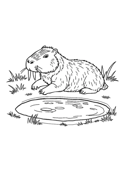 Kis tó mellett fekvő capybara — színező