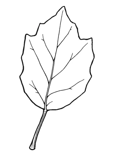 Gesztenyelevél — színező