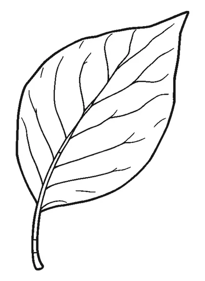 Falevél jól látható erezettel — színező