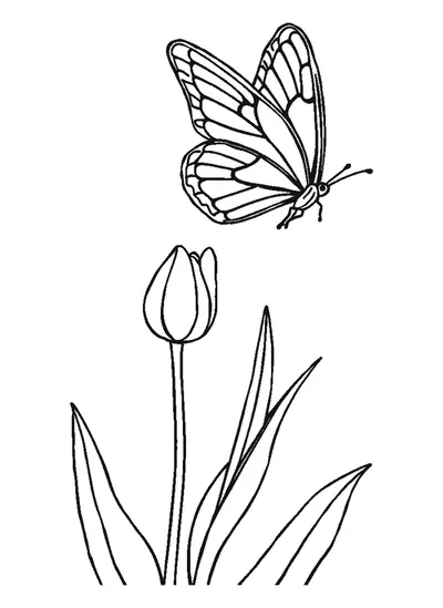 Pillangó egy tulipán mellett — színező