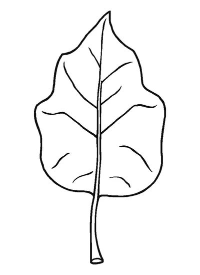 Nyírfalevél — sablon