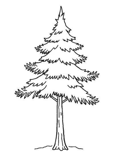 Erdei fenyő — sablon