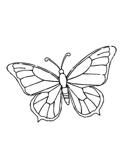 Hegyes szárnyú pillangó — sablon