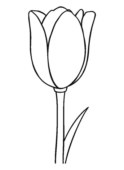 Tulipán egyszerű körvonala — sablon