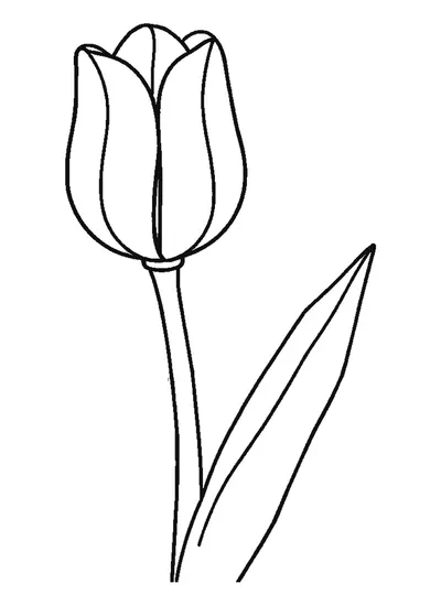 Egyetlen tulipán levelekkel — színező