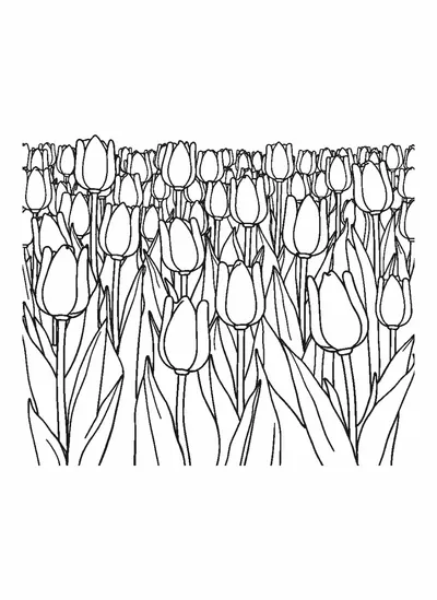 Tulipánmező — színező